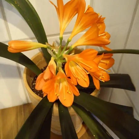 Landhaus * Lautenthal